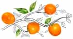 Persimmon Tree